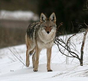 coyote in the snow