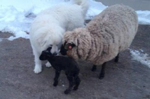 dog and lamb