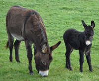 donkey with foal