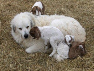 Pyr with baby goats