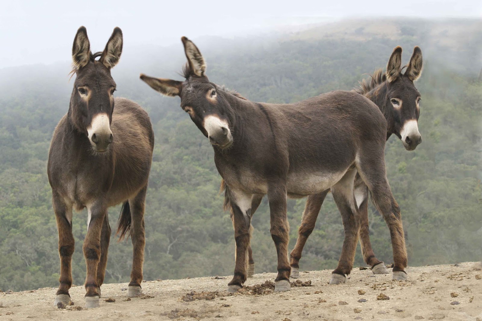 Donkeys as Guardians of your Livestock.